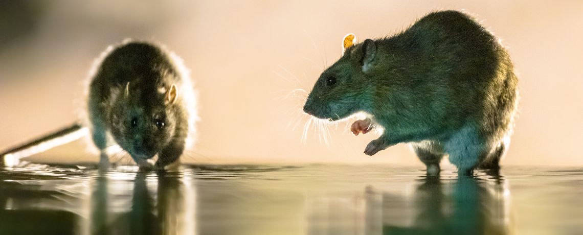 Trappole per topi da esterno: quali sono le migliori?