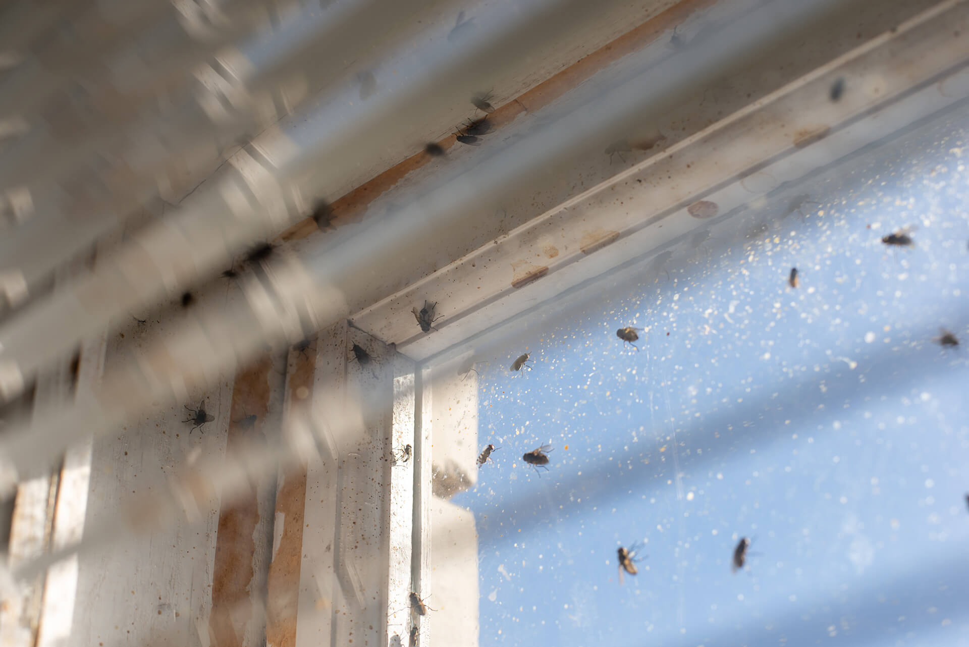 Monitoraggio degli Insetti e degli Infestanti | Romana Ambiente