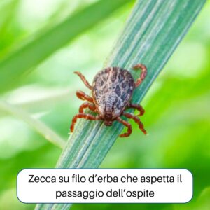 Zecca su un filo di erba che attende il passaggio di un ospite